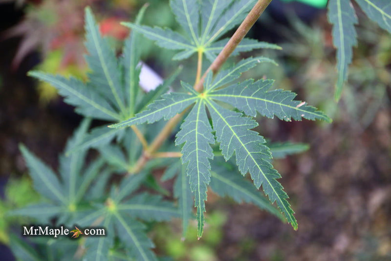 - Acer palmatum 'Kennedale Sunrise' Japanese Maple - Mr Maple │ Buy Japanese Maple Trees