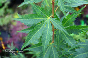 - Acer palmatum 'Kennedale Sunrise' Japanese Maple - Mr Maple │ Buy Japanese Maple Trees