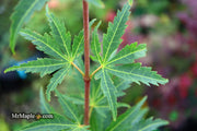 - Acer palmatum 'Kennedale Sunrise' Japanese Maple - Mr Maple │ Buy Japanese Maple Trees