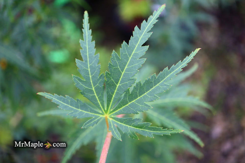 - Acer palmatum 'Kennedale Sunrise' Japanese Maple - Mr Maple │ Buy Japanese Maple Trees