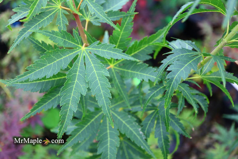 - Acer palmatum 'Kennedale Sunrise' Japanese Maple - Mr Maple │ Buy Japanese Maple Trees