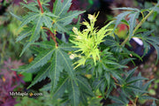 - Acer palmatum 'Kennedale Sunrise' Japanese Maple - Mr Maple │ Buy Japanese Maple Trees