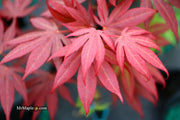 - Acer palmatum 'Kennedale Sunset' Japanese Maple - Mr Maple │ Buy Japanese Maple Trees