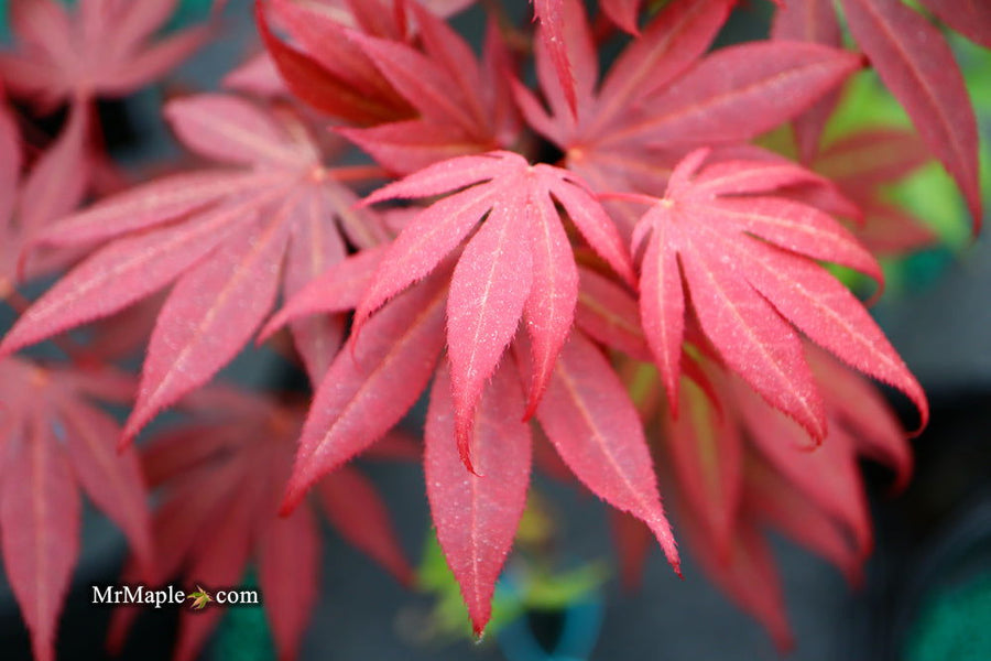 Buy Acer palmatum 'Kennedale Sunset' Japanese Maple — Mr Maple