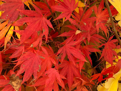 - Acer palmatum 'Kennedale Sunset' Japanese Maple - Mr Maple │ Buy Japanese Maple Trees