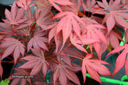 - Acer palmatum 'Kennedale Sunset' Japanese Maple - Mr Maple │ Buy Japanese Maple Trees