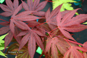 - Acer palmatum 'Kennedale Sunset' Japanese Maple - Mr Maple │ Buy Japanese Maple Trees
