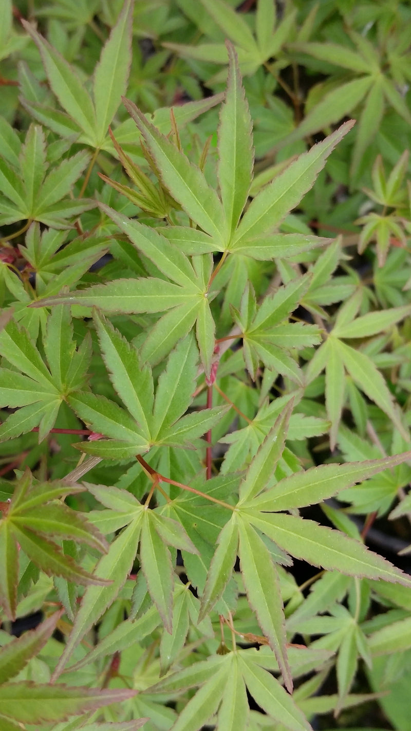 - Acer palmatum 'Kentaro san' Japanese Maple - Mr Maple │ Buy Japanese Maple Trees