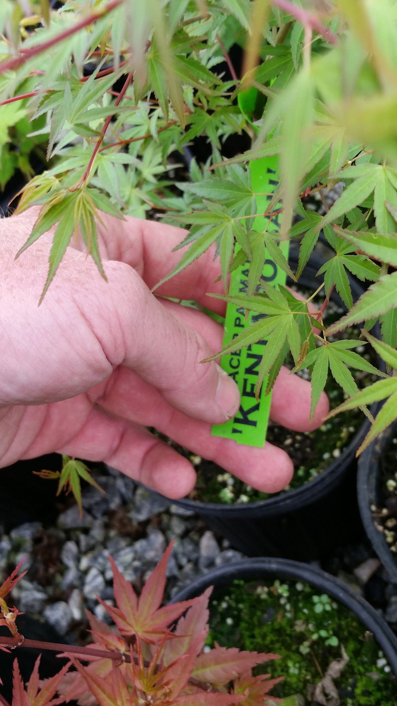 - Acer palmatum 'Kentaro san' Japanese Maple - Mr Maple │ Buy Japanese Maple Trees