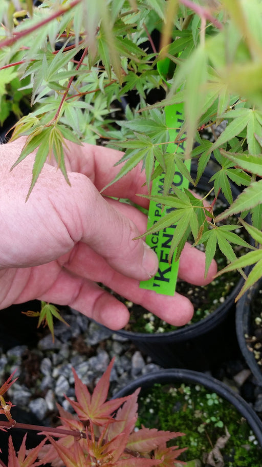 - Acer palmatum 'Kentaro san' Japanese Maple - Mr Maple │ Buy Japanese Maple Trees
