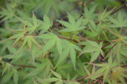 - Acer palmatum 'Kentaro san' Japanese Maple - Mr Maple │ Buy Japanese Maple Trees