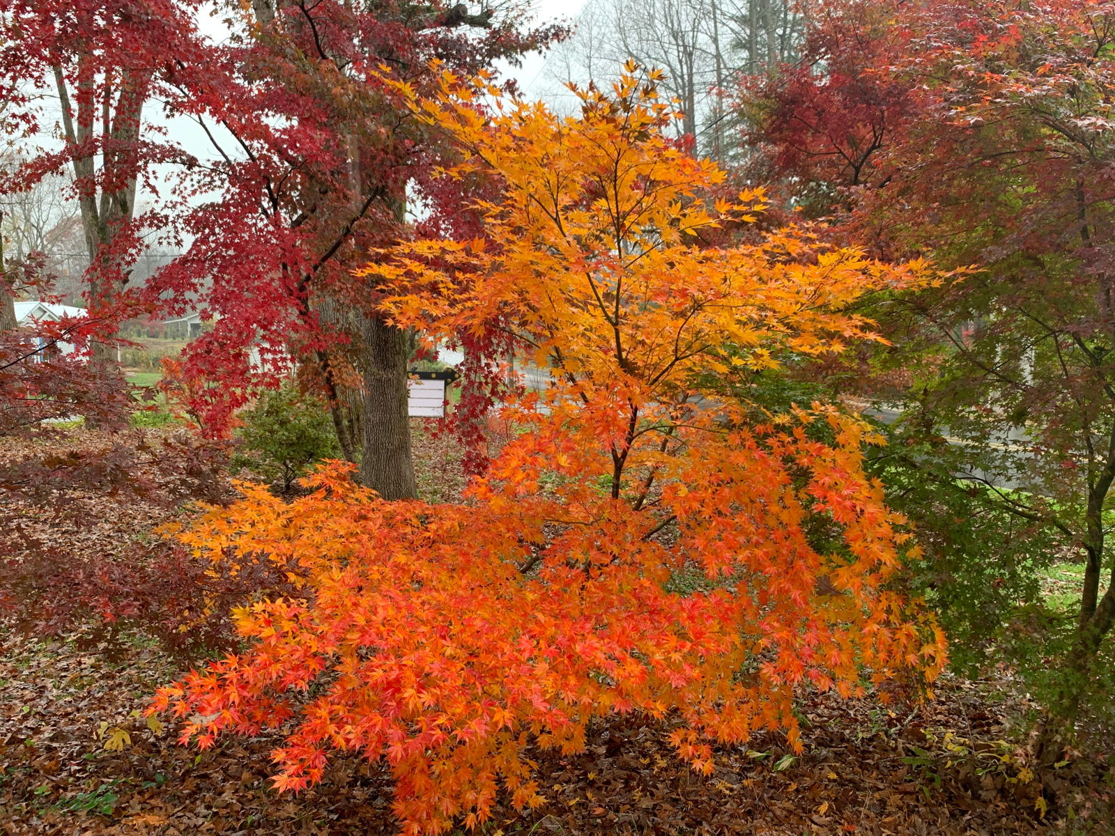 Acer_palmatum_Ki_hachijo_Japan