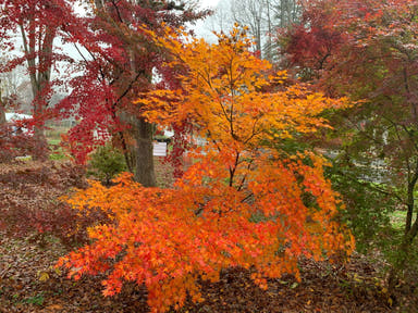 - Acer palmatum 'Ki hachijo' Japanese Maple - Mr Maple │ Buy Japanese Maple Trees