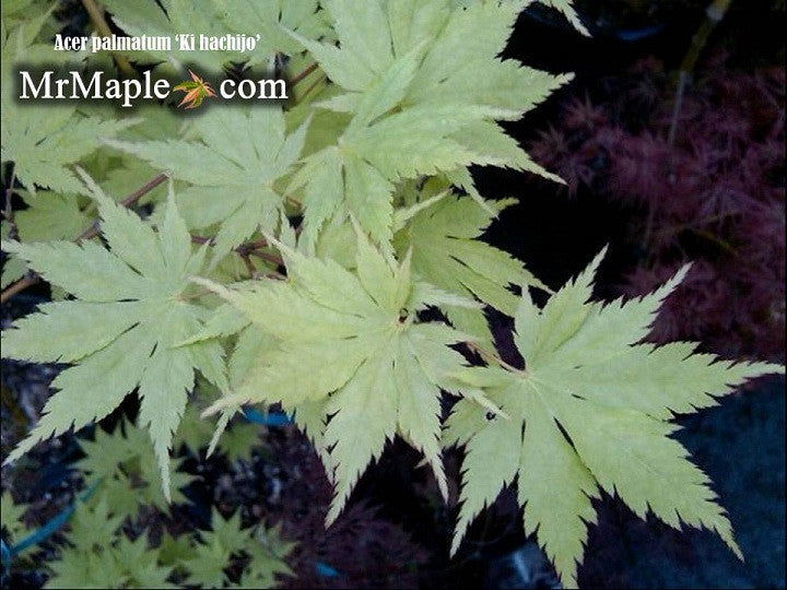 - Acer palmatum 'Ki hachijo' Japanese Maple - Mr Maple │ Buy Japanese Maple Trees