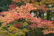 - Acer palmatum 'Ki hachijo' Japanese Maple - Mr Maple │ Buy Japanese Maple Trees