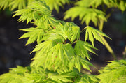 - Acer palmatum 'Ki hachijo' Japanese Maple - Mr Maple │ Buy Japanese Maple Trees