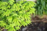 - Acer palmatum 'Ki hachijo' Japanese Maple - Mr Maple │ Buy Japanese Maple Trees