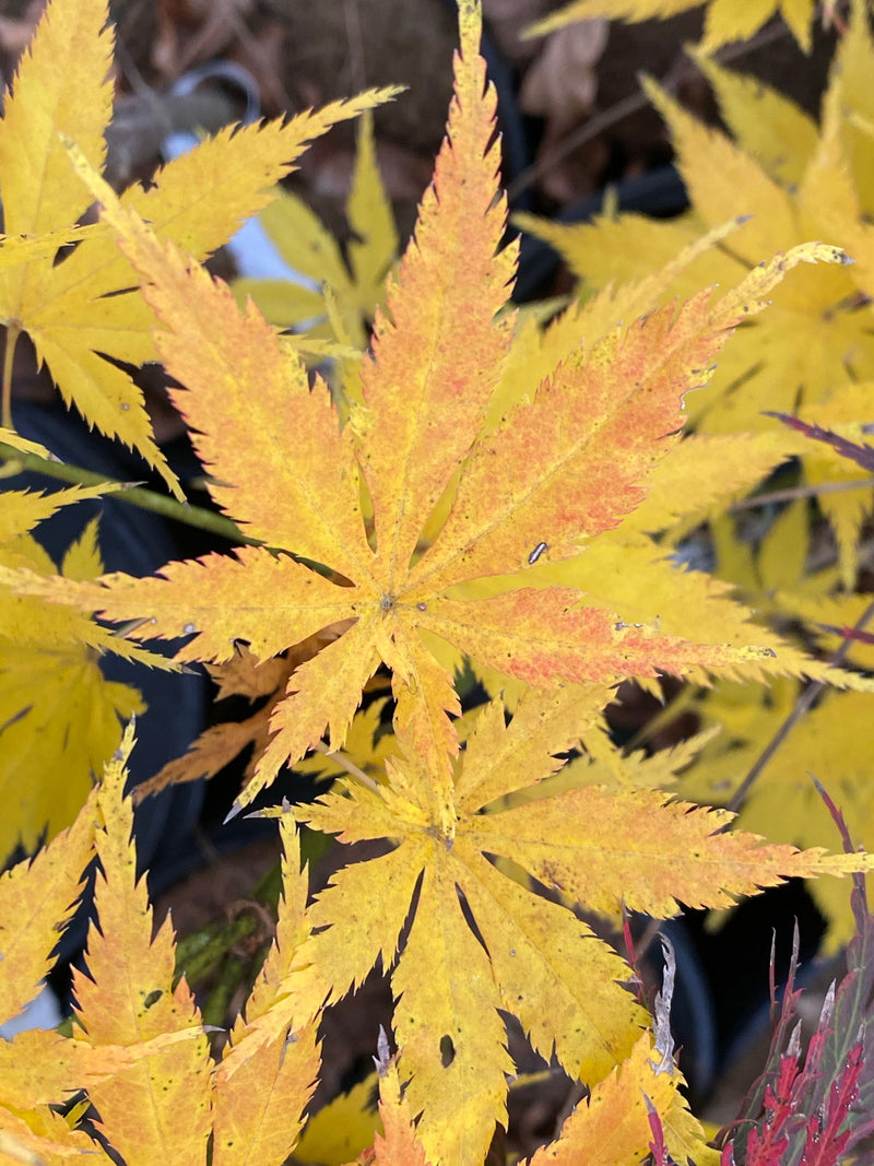 - Acer palmatum 'Ki hachijo' Japanese Maple - Mr Maple │ Buy Japanese Maple Trees