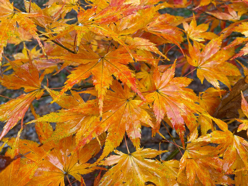 - Acer palmatum 'Ki hachijo' Japanese Maple - Mr Maple │ Buy Japanese Maple Trees