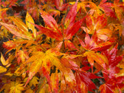 - Acer palmatum 'Ki hachijo' Japanese Maple - Mr Maple │ Buy Japanese Maple Trees