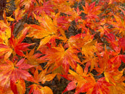 - Acer palmatum 'Ki hachijo' Japanese Maple - Mr Maple │ Buy Japanese Maple Trees
