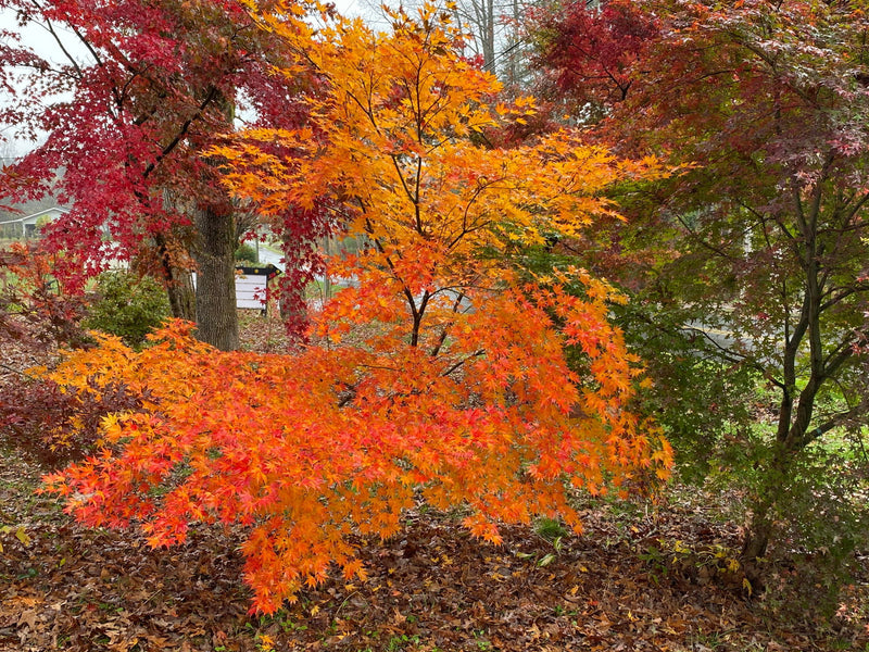 - Acer palmatum 'Ki hachijo' Japanese Maple - Mr Maple │ Buy Japanese Maple Trees