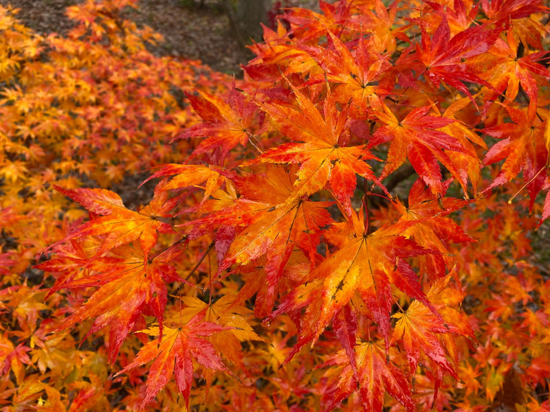 - Acer palmatum 'Ki hachijo' Japanese Maple - Mr Maple │ Buy Japanese Maple Trees