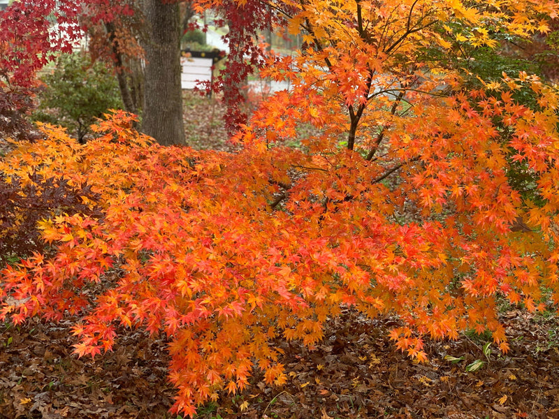 - Acer palmatum 'Ki hachijo' Japanese Maple - Mr Maple │ Buy Japanese Maple Trees