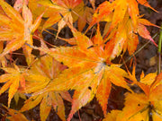 - Acer palmatum 'Ki hachijo' Japanese Maple - Mr Maple │ Buy Japanese Maple Trees