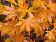 - Acer palmatum 'Ki hachijo' Japanese Maple - Mr Maple │ Buy Japanese Maple Trees