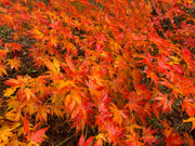 - Acer palmatum 'Ki hachijo' Japanese Maple - Mr Maple │ Buy Japanese Maple Trees