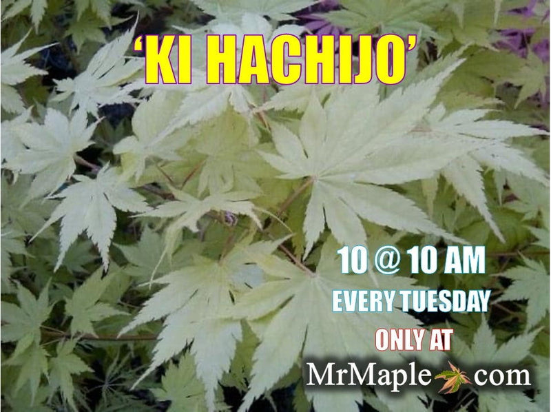 - Acer palmatum 'Ki hachijo' Japanese Maple - Mr Maple │ Buy Japanese Maple Trees