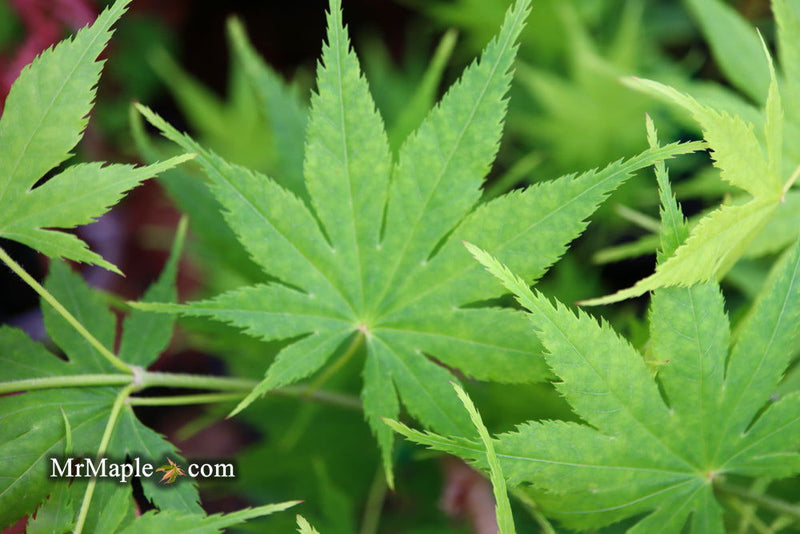 - Acer palmatum 'Ki hachijo' Japanese Maple - Mr Maple │ Buy Japanese Maple Trees