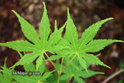 - Acer palmatum 'Ki hachijo' Japanese Maple - Mr Maple │ Buy Japanese Maple Trees