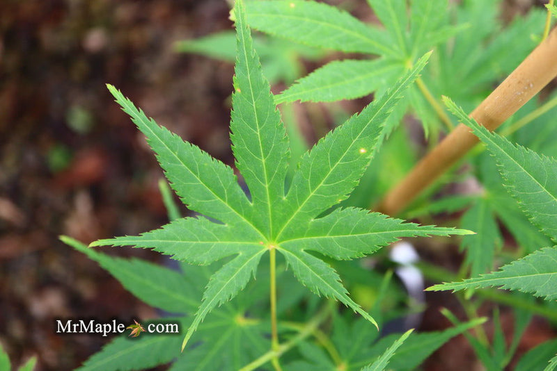 - Acer palmatum 'Ki hachijo' Japanese Maple - Mr Maple │ Buy Japanese Maple Trees