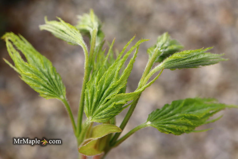 - Acer palmatum 'Ki hachijo' Japanese Maple - Mr Maple │ Buy Japanese Maple Trees