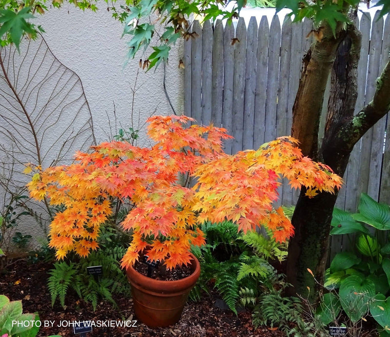 - Acer palmatum 'Killarney' Japanese Maple - Mr Maple │ Buy Japanese Maple Trees