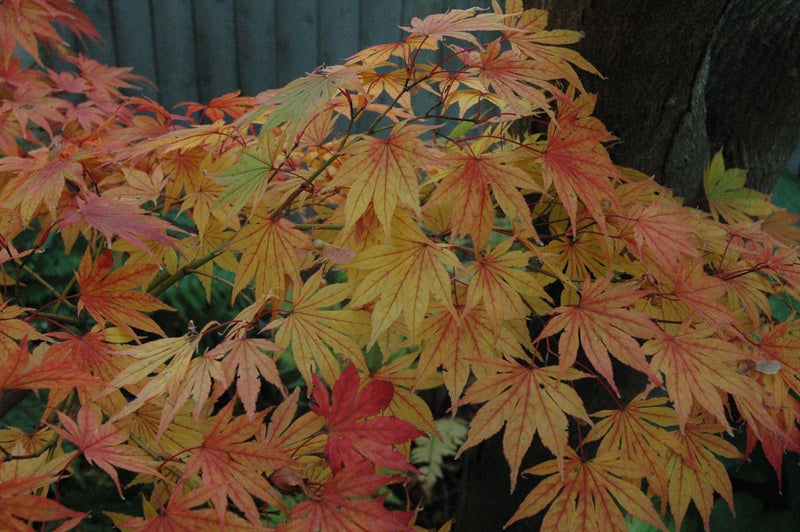 - Acer palmatum 'Killarney' Japanese Maple - Mr Maple │ Buy Japanese Maple Trees