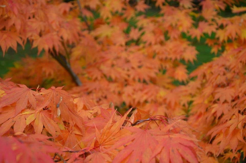 - Acer palmatum 'Killarney' Japanese Maple - Mr Maple │ Buy Japanese Maple Trees