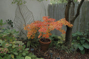 - Acer palmatum 'Killarney' Japanese Maple - Mr Maple │ Buy Japanese Maple Trees