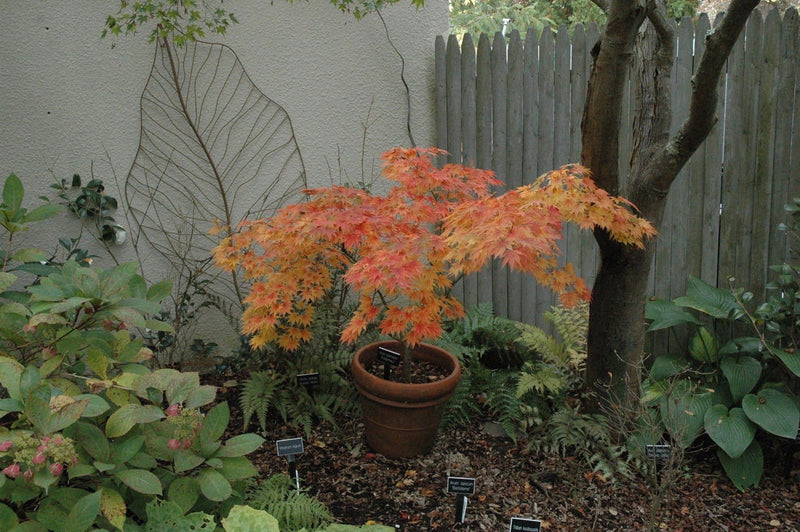 - Acer palmatum 'Killarney' Japanese Maple - Mr Maple │ Buy Japanese Maple Trees