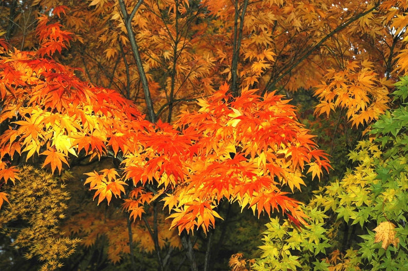 - Acer palmatum 'Killarney' Japanese Maple - Mr Maple │ Buy Japanese Maple Trees