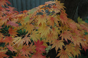 - Acer palmatum 'Killarney' Japanese Maple - Mr Maple │ Buy Japanese Maple Trees