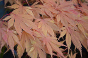 - Acer palmatum 'Killarney' Japanese Maple - Mr Maple │ Buy Japanese Maple Trees