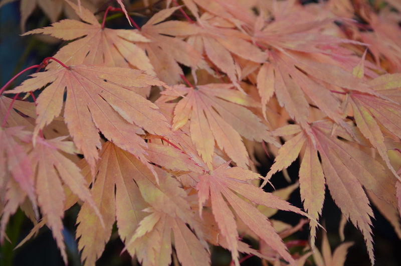 - Acer palmatum 'Killarney' Japanese Maple - Mr Maple │ Buy Japanese Maple Trees
