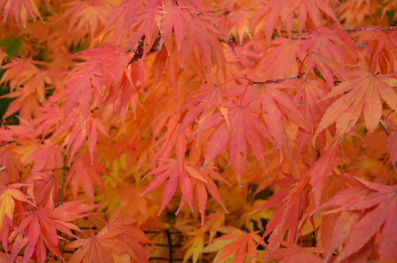 - Acer palmatum 'Killarney' Japanese Maple - Mr Maple │ Buy Japanese Maple Trees