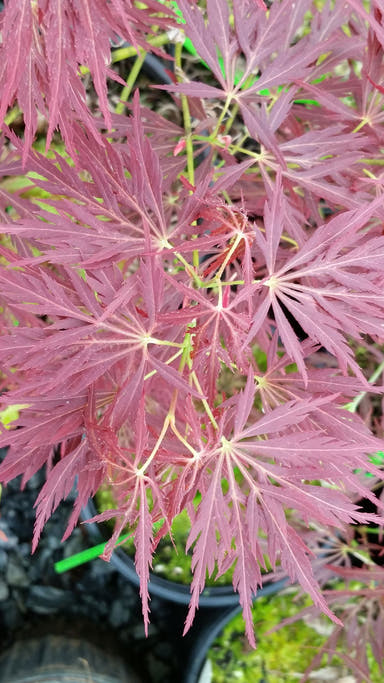 - Acer palmatum 'Kim' Japanese Maple - Mr Maple │ Buy Japanese Maple Trees