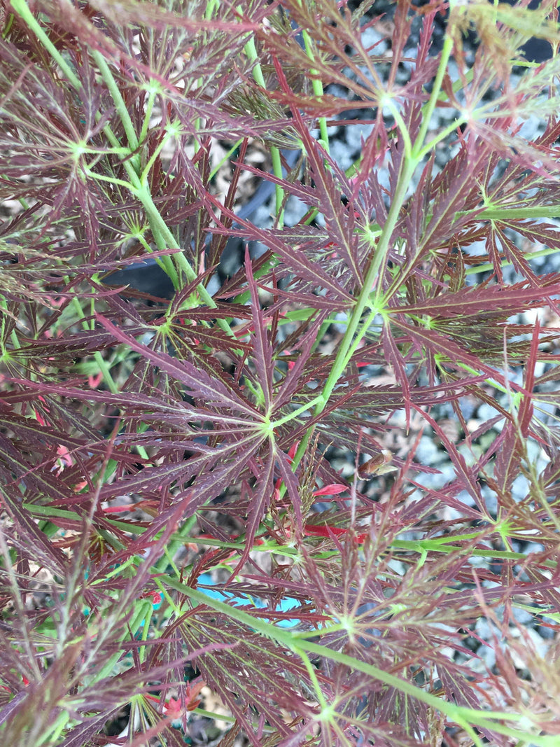- Acer palmatum 'Kim' Japanese Maple - Mr Maple │ Buy Japanese Maple Trees