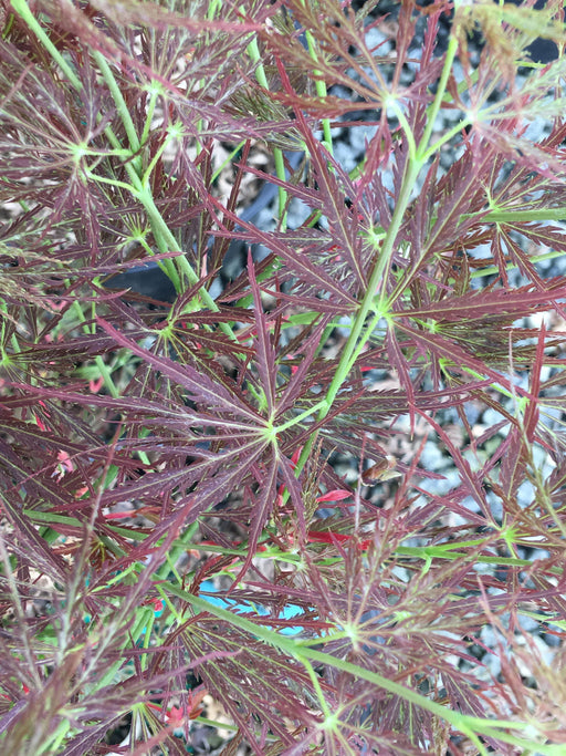 - Acer palmatum 'Kim' Japanese Maple - Mr Maple │ Buy Japanese Maple Trees