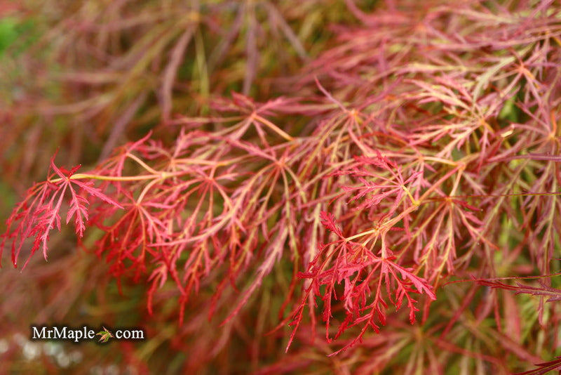 - Acer palmatum 'Kim' Japanese Maple - Mr Maple │ Buy Japanese Maple Trees